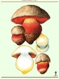 http://1.bp.blogspot.com/-tjtFnRMDV7Q/UCnwXHYfUvI/AAAAAAAAB9Q/BXwtTrREjbs/s1600/mushrooms_68.jpg